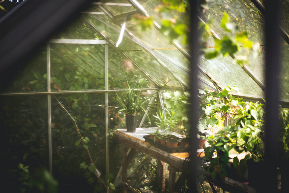 Greenhouse with an open window and light coming in