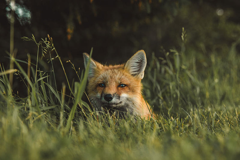 A fox looking out from tall grass.