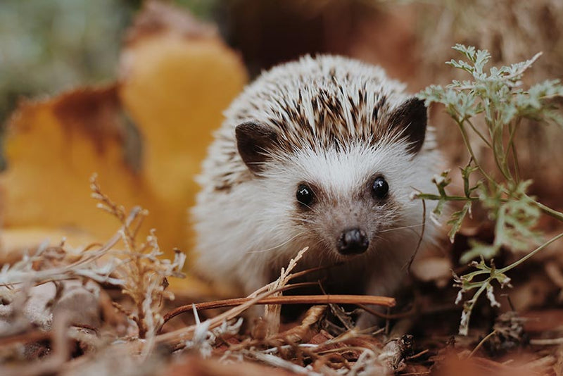 A hedgehog standing in twigs and leaves
