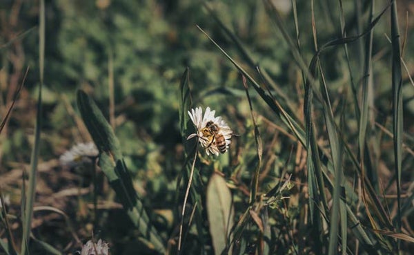 Bee sitting on flower. Photo by Nicola Sagliocco