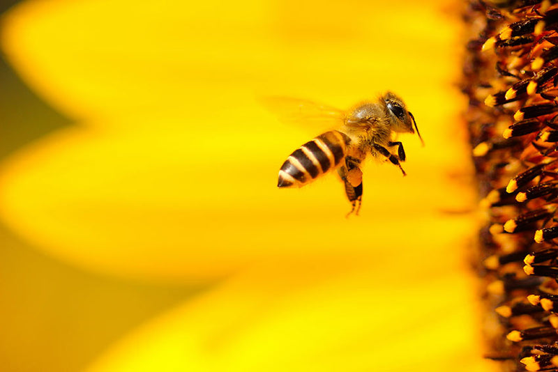 A bee flying to the pollen of a flower.