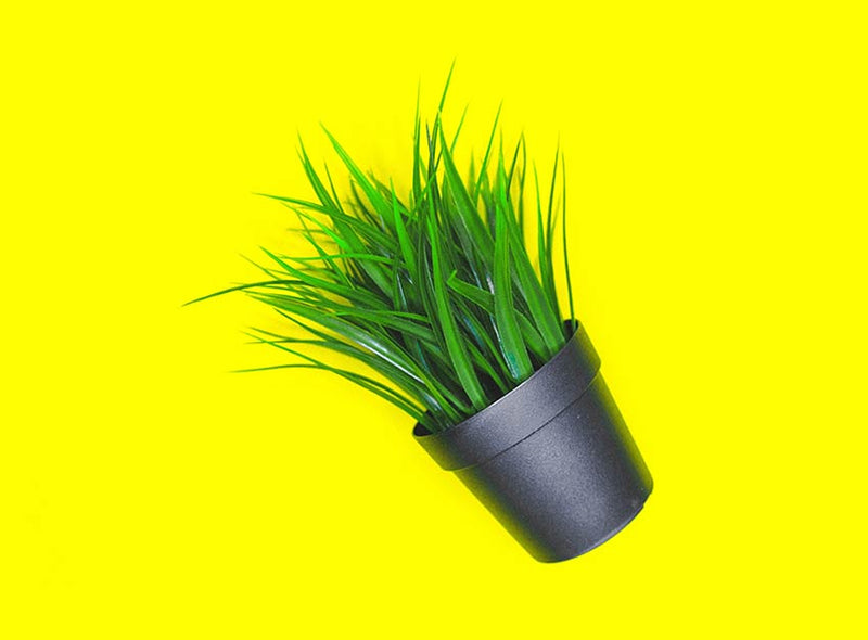 Artificial Grass in a pot plant with a bright yellow background