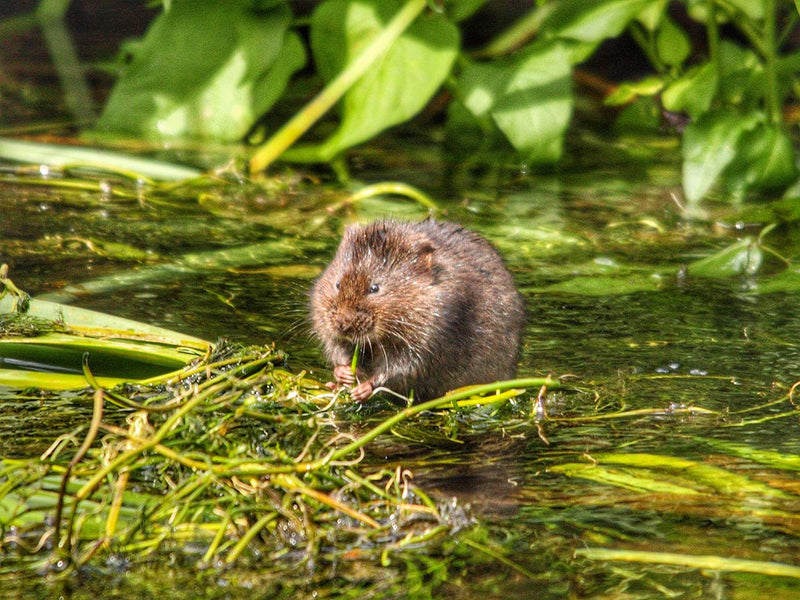 A vole chewing on reeds in a pond